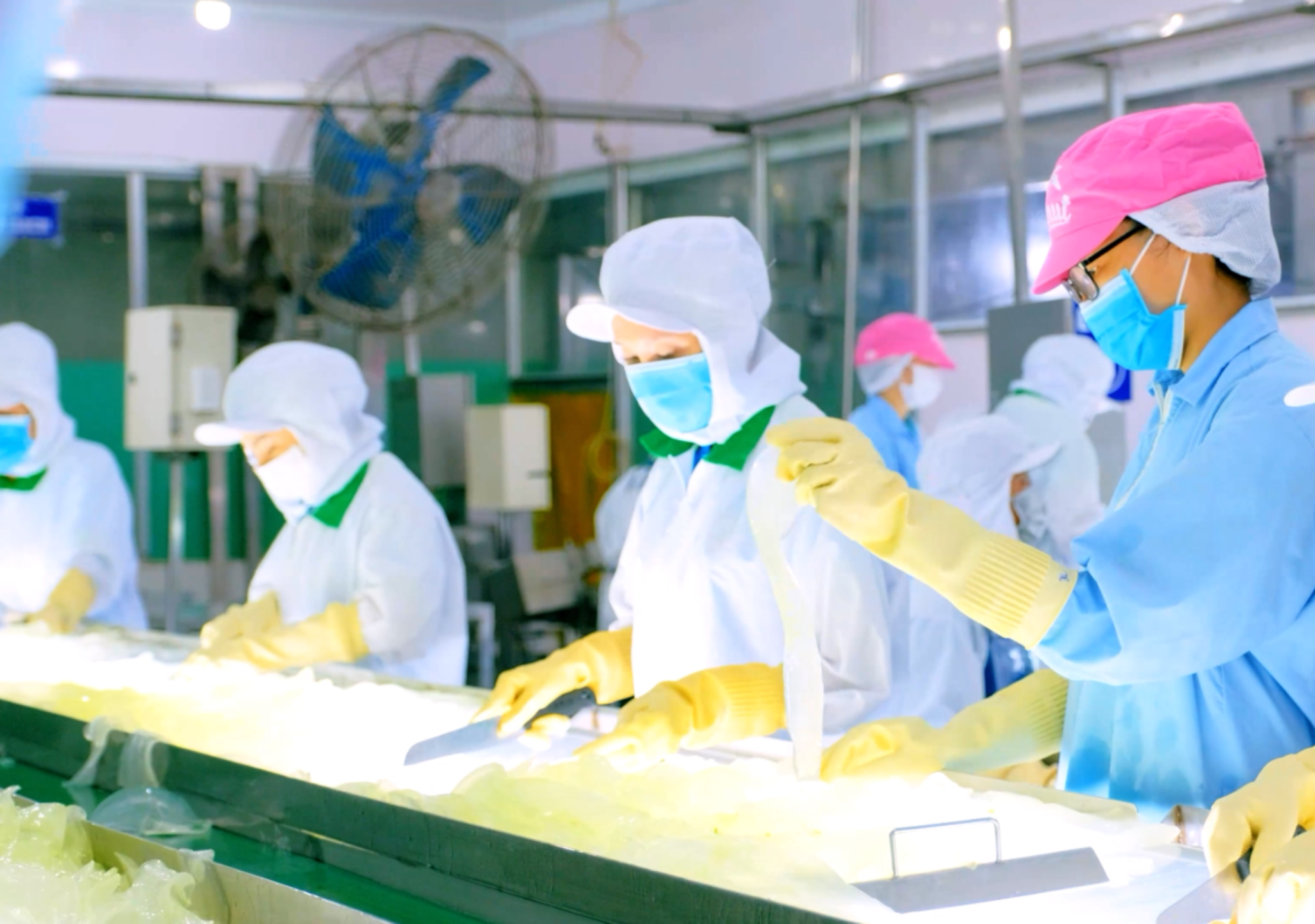 sản xuất nước nha đam, nước nha đam, OEM nước nha đam